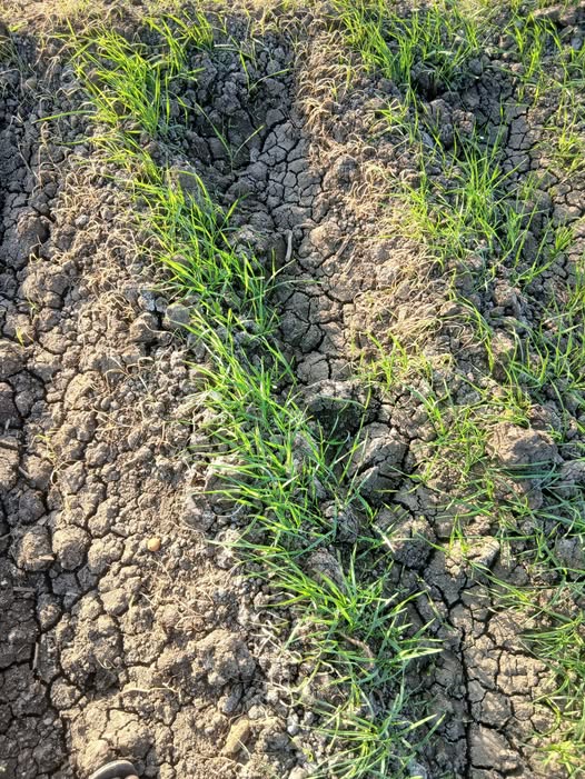 عندى القمح فية حتت موتت كده ايه السبب والعلاج